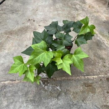Hedera groen 13/12 h30