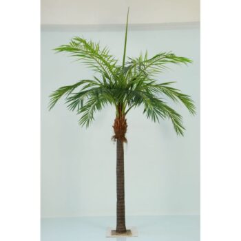 Giant phoenixpalm 480 cm