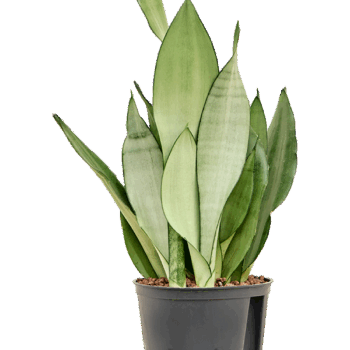 Sansevieria trifasciata 'Moonshine' Tuft