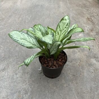 Aglaonema maria christina 13/12 h40