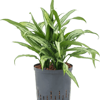 Aglaonema 'Cutlass' Tuff