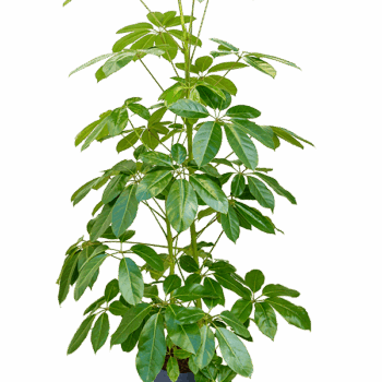 Schefflera actinophylla 'Amate' 3pp (180+)