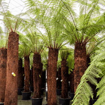 Dicksonia antarctica Stem (210)