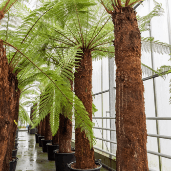 Dicksonia antarctica Stem (240)