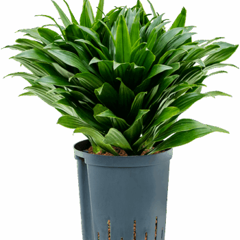 Dracaena fragrans 'Compacta' Head 3pp