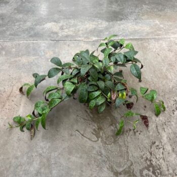 Aeschynanthus marmoratus