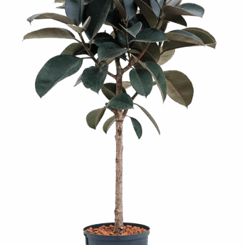 Ficus elastica 'Abidjan' Stem