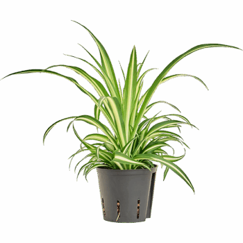 Chlorophytum comosum 'Variegatum'