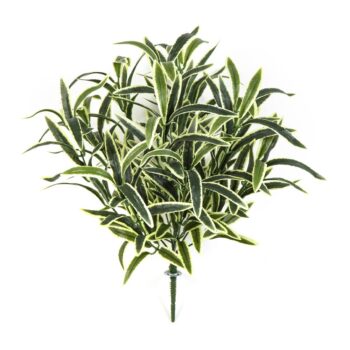 Spider bush x 12 green/cream