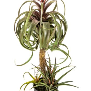 Tillandsia streptophylla w/pot