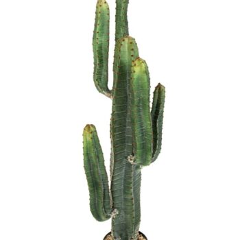 Cereus cactus x 6 - 115 cm