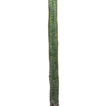 Cereus column cactus 140 cm