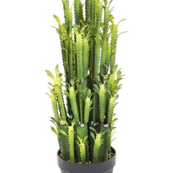 Euphorbia trigona cactus 64 cm