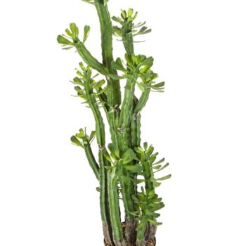 Euphorbia roylena cactus 118 cm