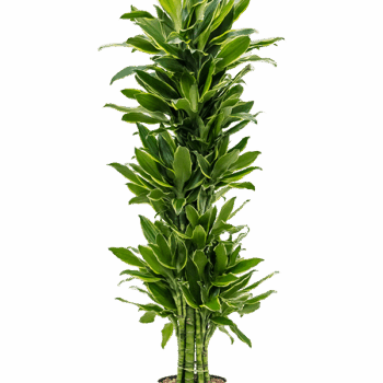 Dracaena fragrans 'Golden Coast' Branched-multi