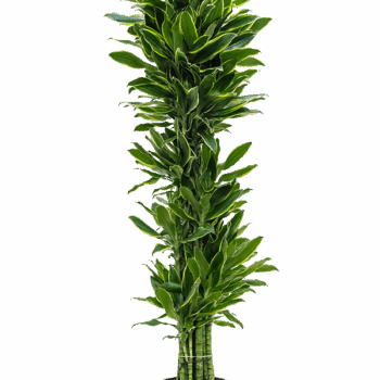 Dracaena fragrans 'Golden Coast' Verzweigt-multi