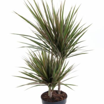 Dracaena Bicolor