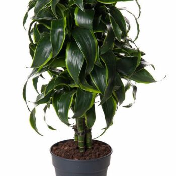 Dracaena Dorado