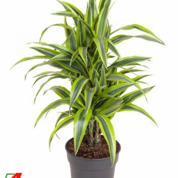 Dracaena Lemon Lime