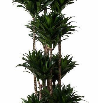 Dracaena  Compacta