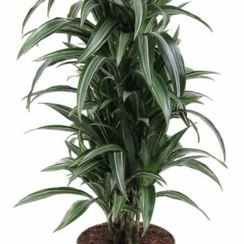 Dracaena Ulises