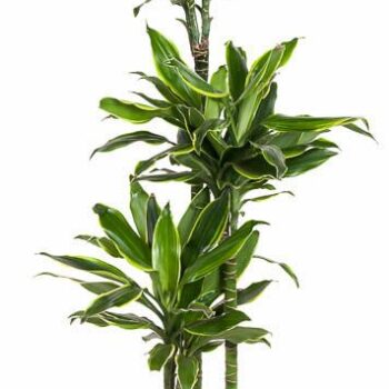 Dracaena Gold Coast