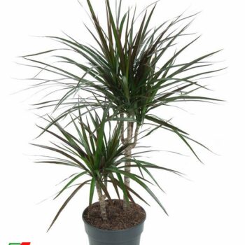 Dracaena Magenta