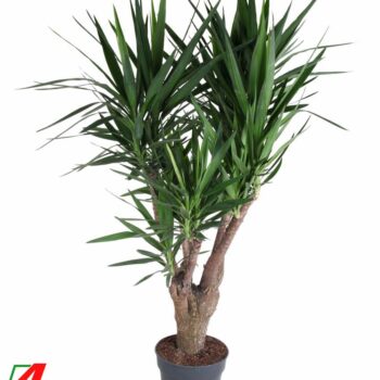 Yucca vertakt 3-4 arm P34