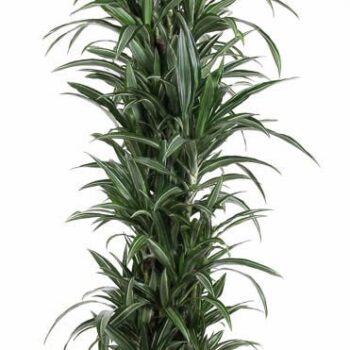 Dracaena Ulises