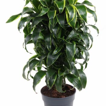 Dracaena Dorado
