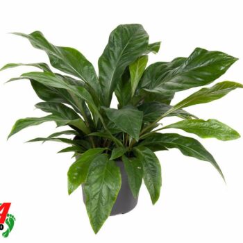 Anthurium Jungle Bush