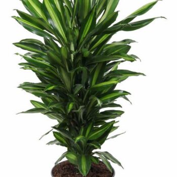 Dracaena Cintho