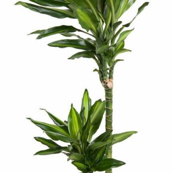 Dracaena Cintho
