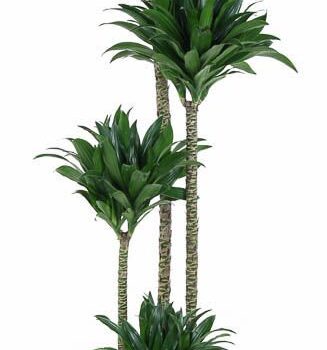 Dracaena Compacta