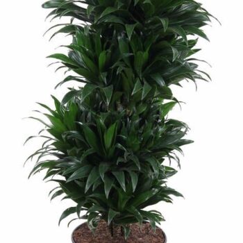 Dracaena Compacta