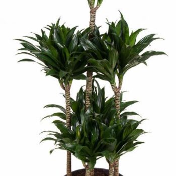 Dracaena Compacta