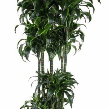 Dracaena Dorado