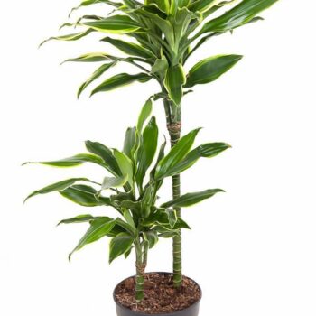 Dracaena Gold Coast