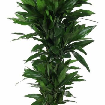 Dracaena Janet Lind