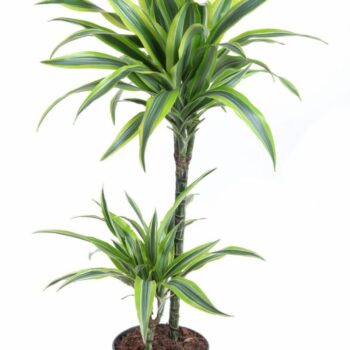 Dracaena Lemon Lime