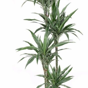 Dracaena Warneckei