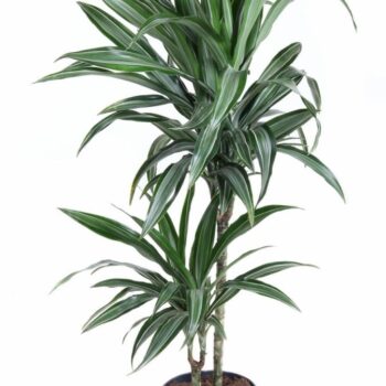 Dracaena Ulises