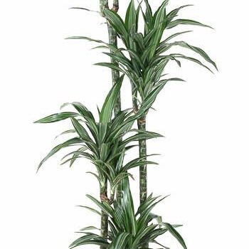 Dracaena Ulises