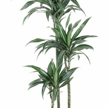 Dracaena Ulises