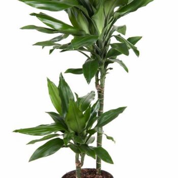 Dracaena Janet Lind