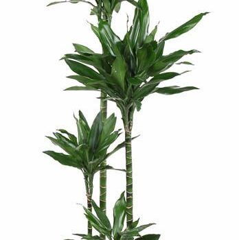 Dracaena Janet Lind