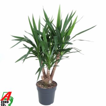 Yucca vertakt 3-arm P27