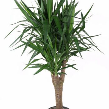 Yucca stam+vertakt P31