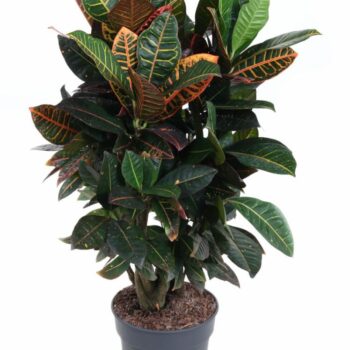 Codiaeum Petra