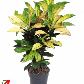 Codiaeum Mrs Iceton